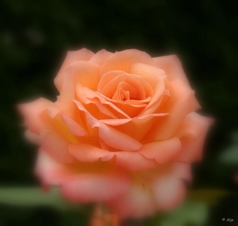 28.JPG - Arcen 2009