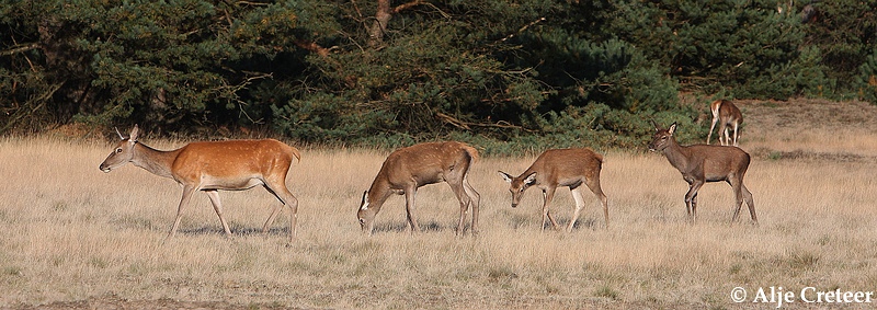 werelddierendag 200910.JPG