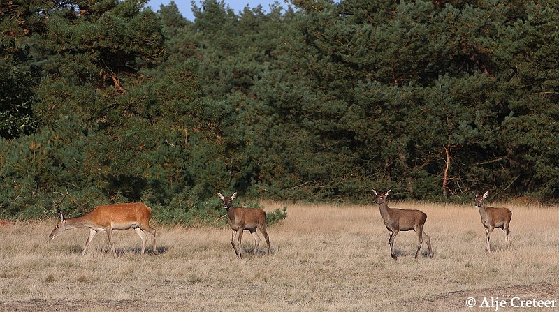 werelddierendag 200911.JPG