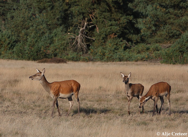 werelddierendag 200914.JPG