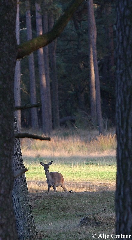 werelddierendag 200918.JPG