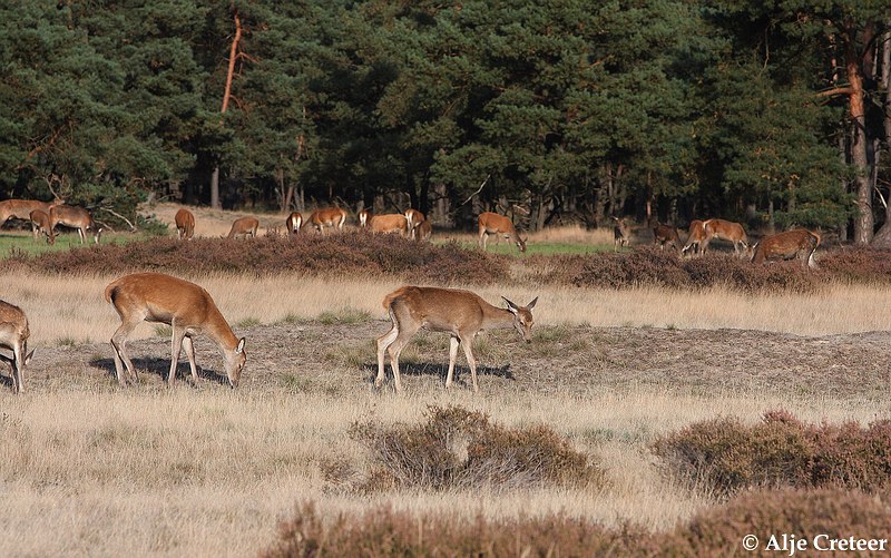 werelddierendag 20096.JPG