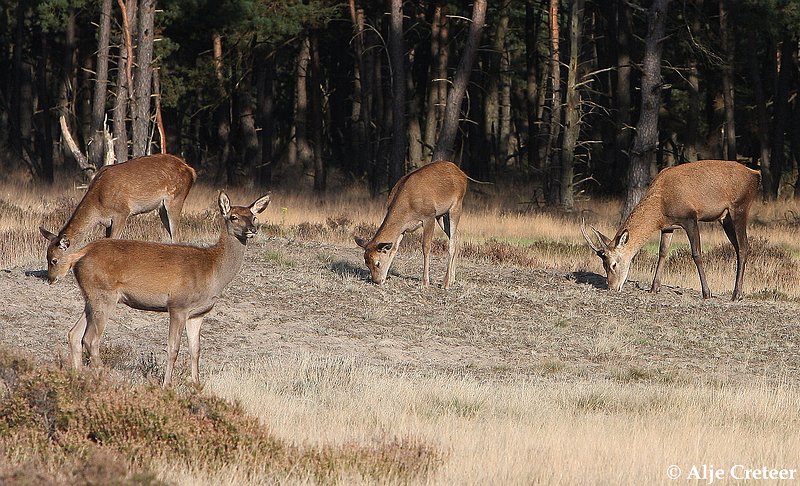 werelddierendag 20097.JPG