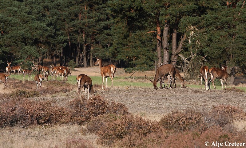 werelddierendag 20098.JPG