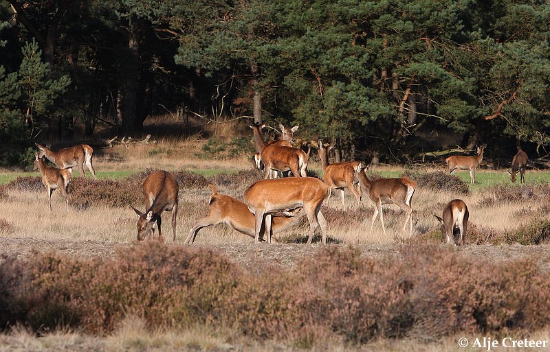 werelddierendag 20099.JPG