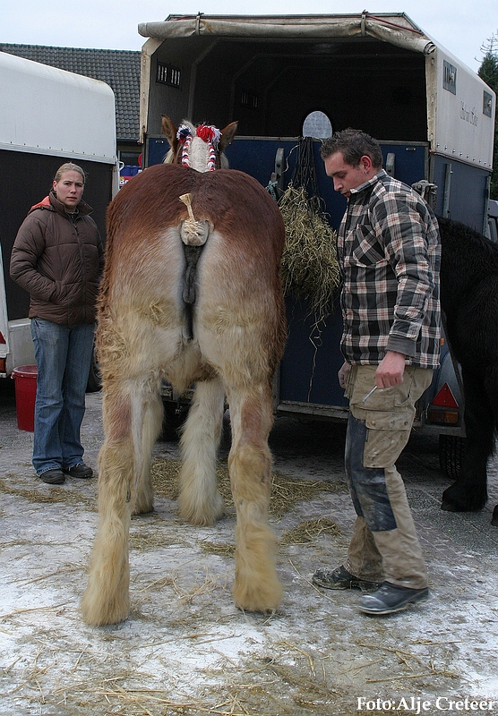 Gerwen veulenkeuring10.JPG