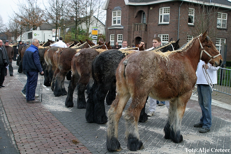 Gerwen veulenkeuring16.JPG