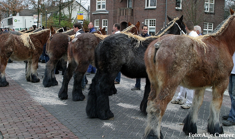 Gerwen veulenkeuring17.JPG