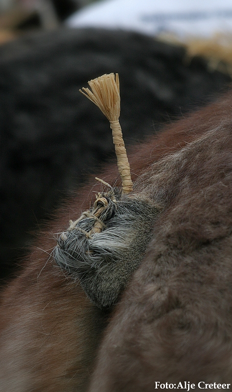 Gerwen veulenkeuring20.JPG