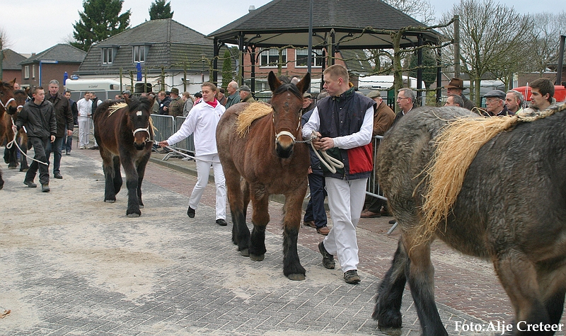Gerwen veulenkeuring27.JPG