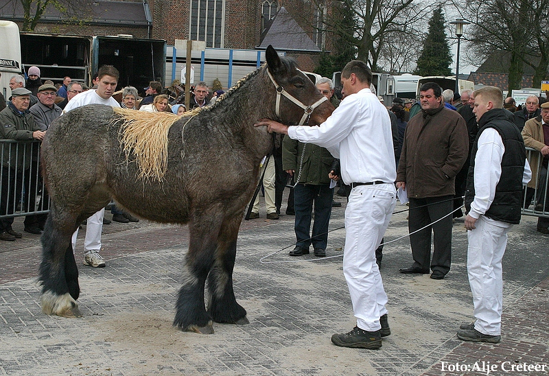 Gerwen veulenkeuring34.JPG