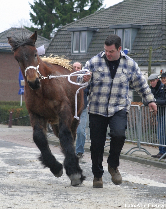 Gerwen veulenkeuring40.JPG