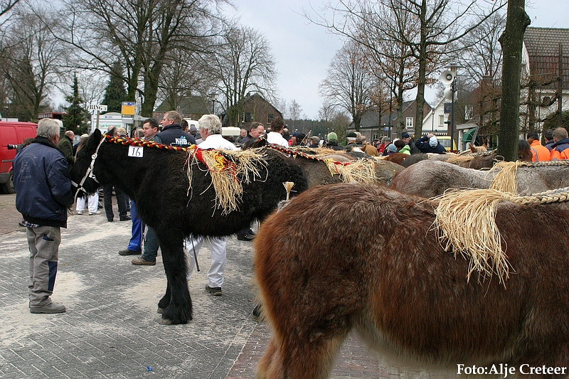 Gerwen veulenkeuring46.JPG