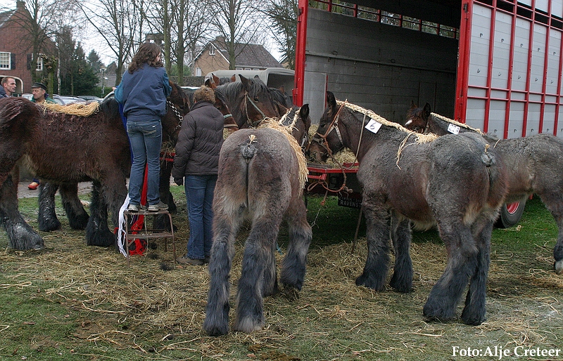 Gerwen veulenkeuring57.JPG