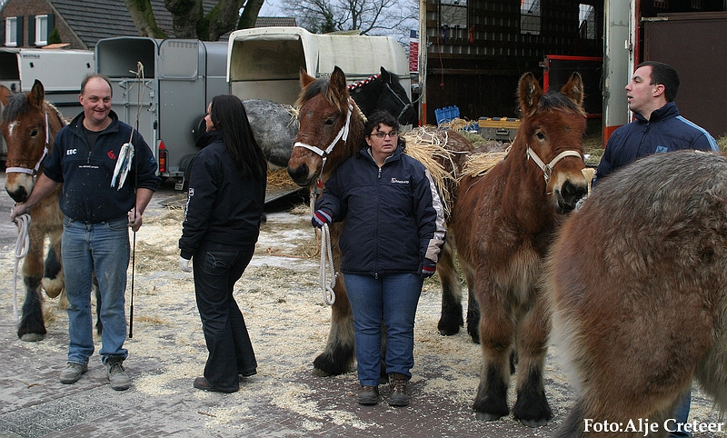 Gerwen veulenkeuring7.JPG