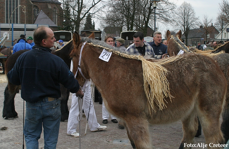 Gerwen veulenkeuring73.JPG