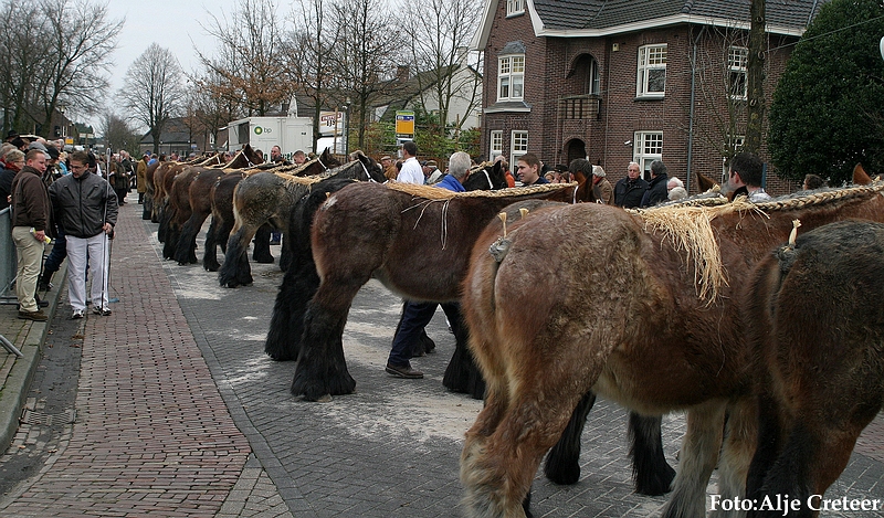 Gerwen veulenkeuring79.JPG