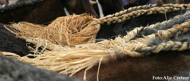 Gerwen veulenkeuring87.JPG