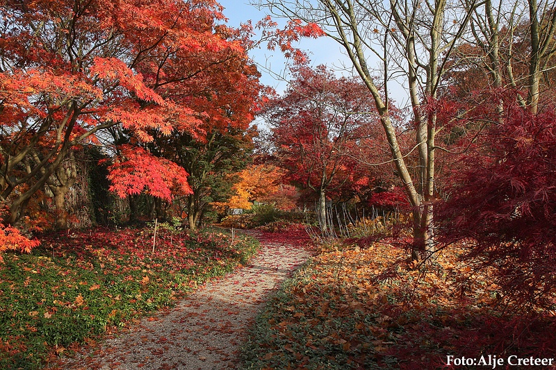 Herfst 2009.11.JPG