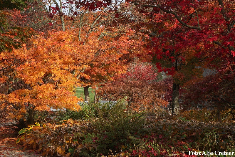 Herfst 2009.14.JPG