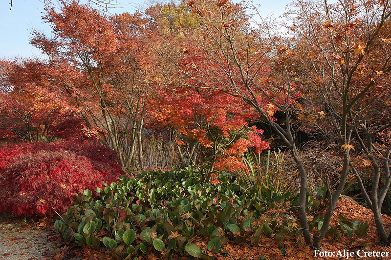 Herfst 2009.19.JPG