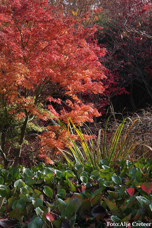 Herfst 2009.20.JPG