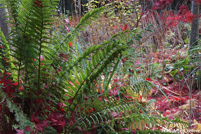 Herfst 2009.25.JPG