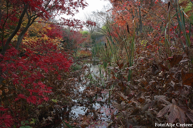 Herfst 2009.29.JPG