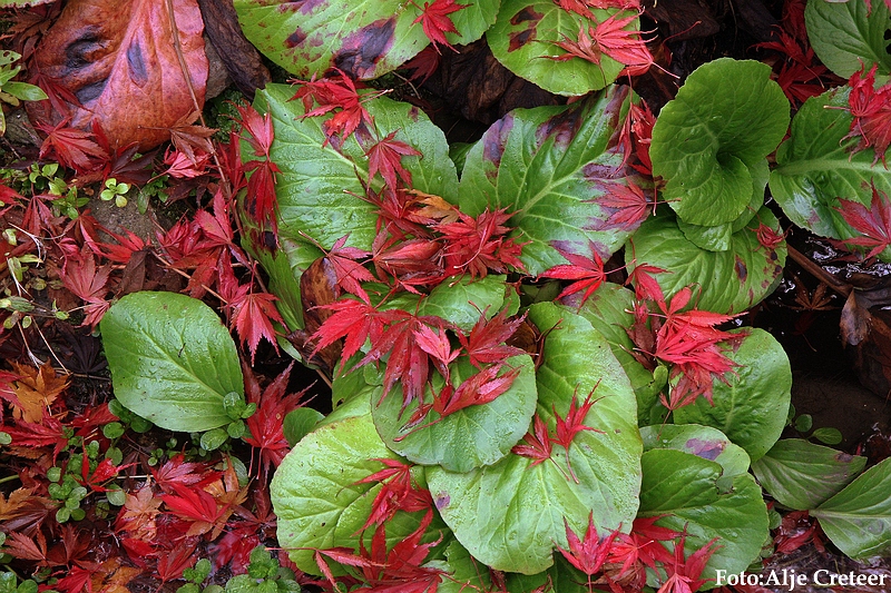 Herfst 2009.32.JPG