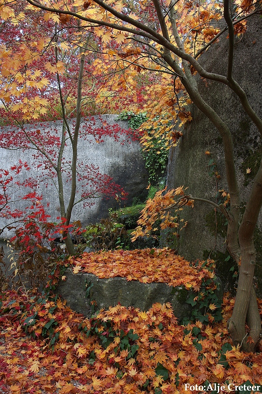 Herfst 2009.35.JPG