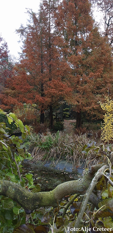 Herfst 2009.39.JPG