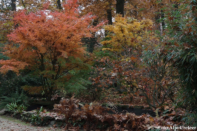 Herfst 2009.50.JPG