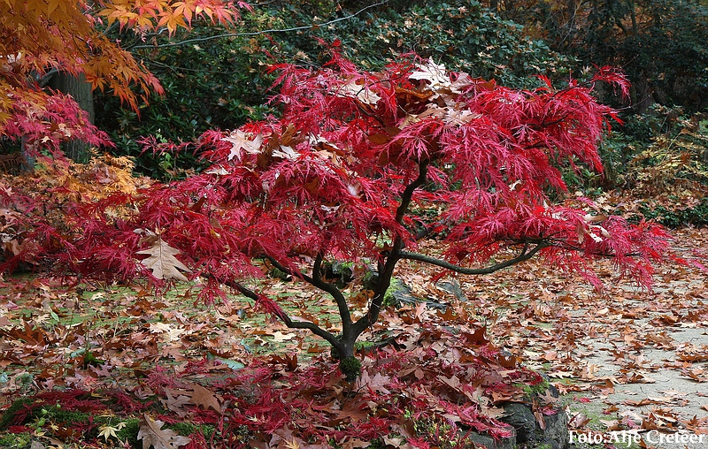 Herfst 2009.56.JPG