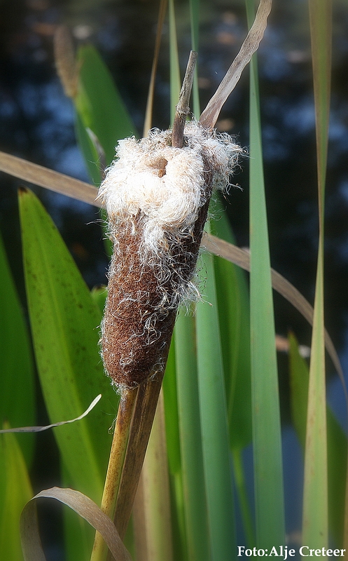 Herfst 2009.79.JPG