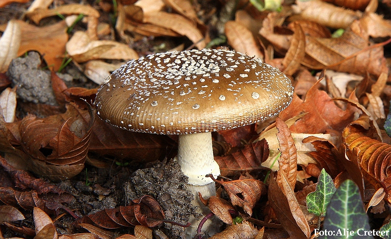 Herfst 2009.83.JPG