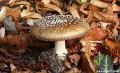 Herfst 2009.83