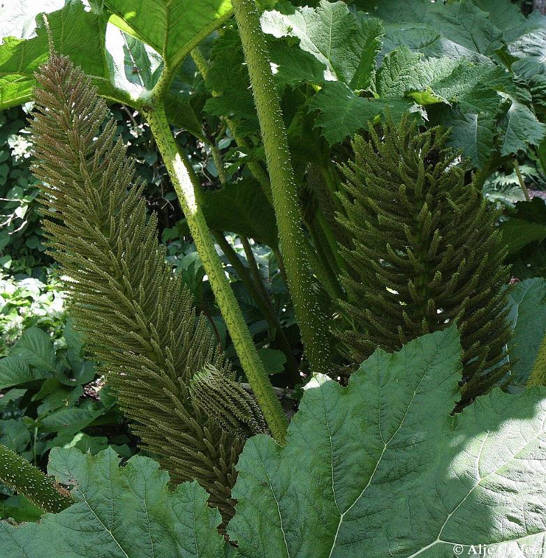 jardins clos du coudray17.JPG