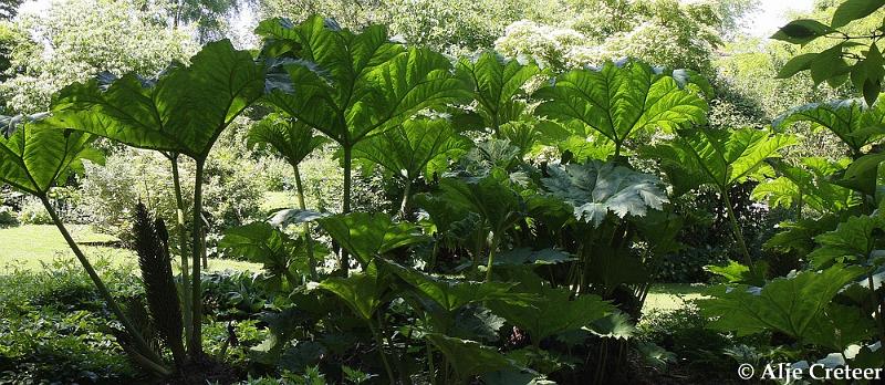 jardins clos du coudray18.JPG