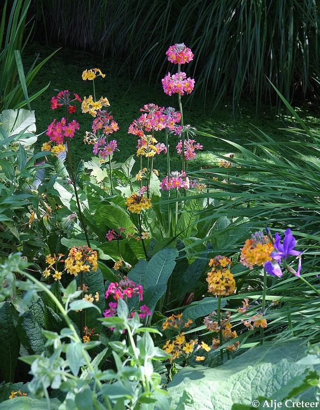 jardins clos du coudray5.JPG