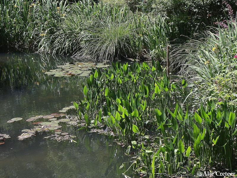 Jardins de Claude Monet13.JPG