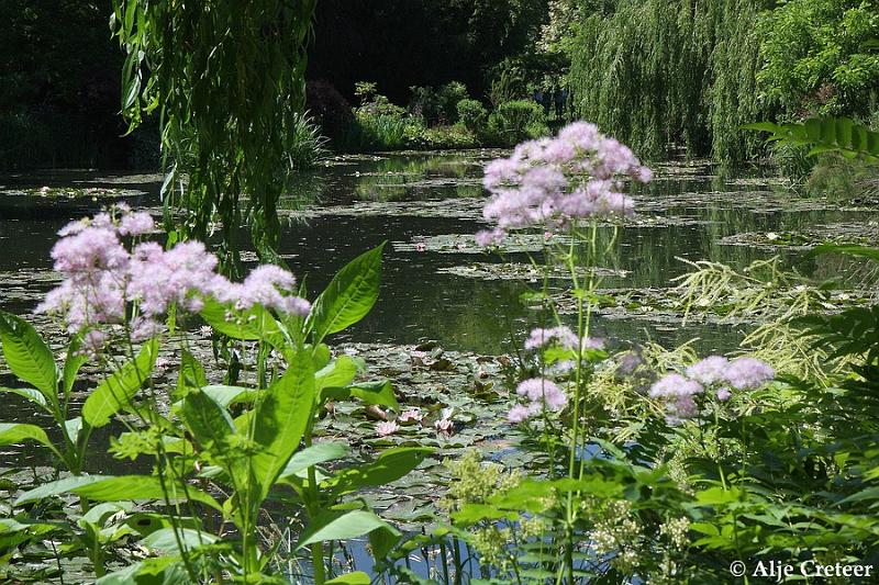Jardins de Claude Monet18.JPG