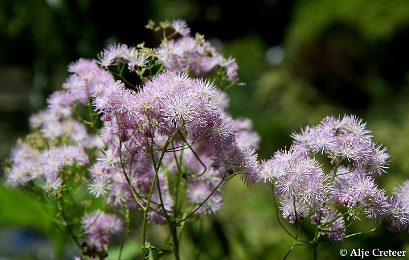 Jardins de Claude Monet21.JPG