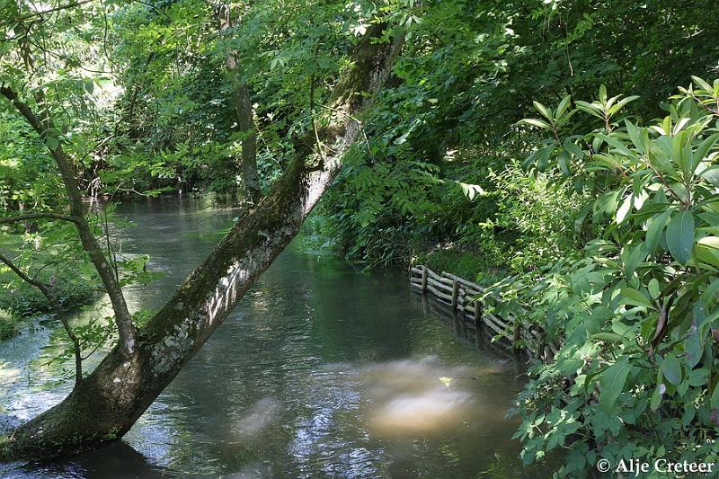 Jardins de Claude Monet23.JPG