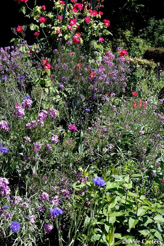 Jardins de Claude Monet32.JPG