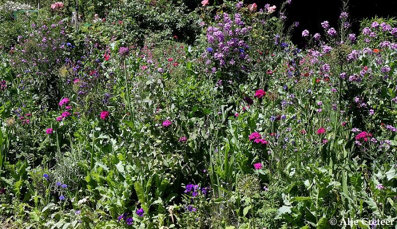 Jardins de Claude Monet35.JPG