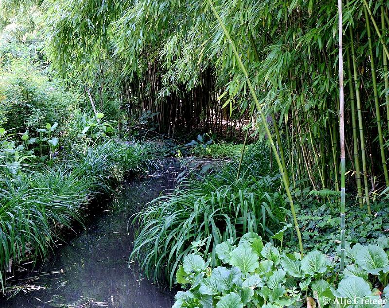 Jardins de Claude Monet4.JPG