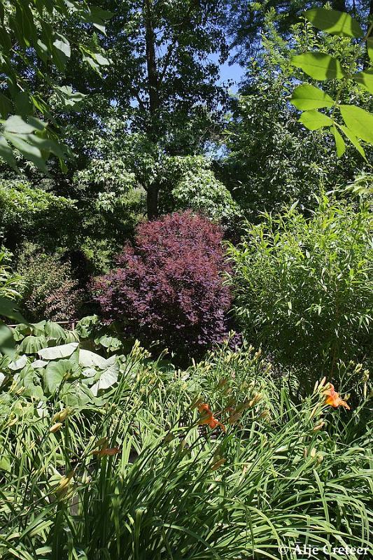 Jardins de Claude Monet6.JPG