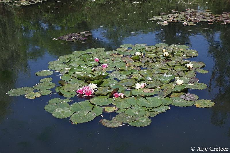 Jardins de Claude Monet9.JPG