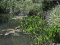 Jardins de Claude Monet13