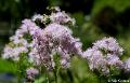 Jardins de Claude Monet21